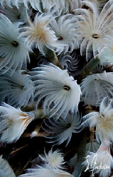 This image is of Social Feather Dusters taken during a di... by Steven Anderson 
